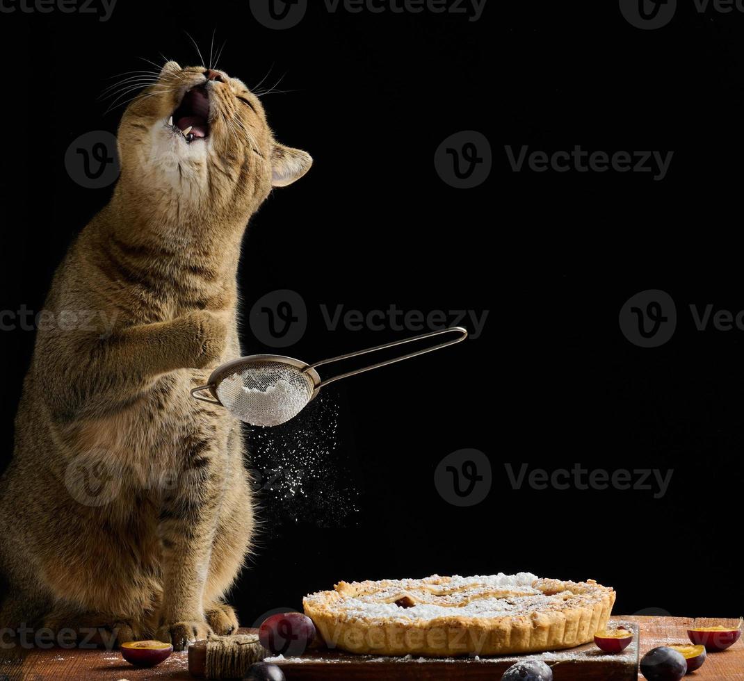 gato recto escocés adulto sostiene un colador con azúcar en polvo y rocía un pastel de ciruela sobre una mesa rústica marrón. cocinero de animales divertidos foto