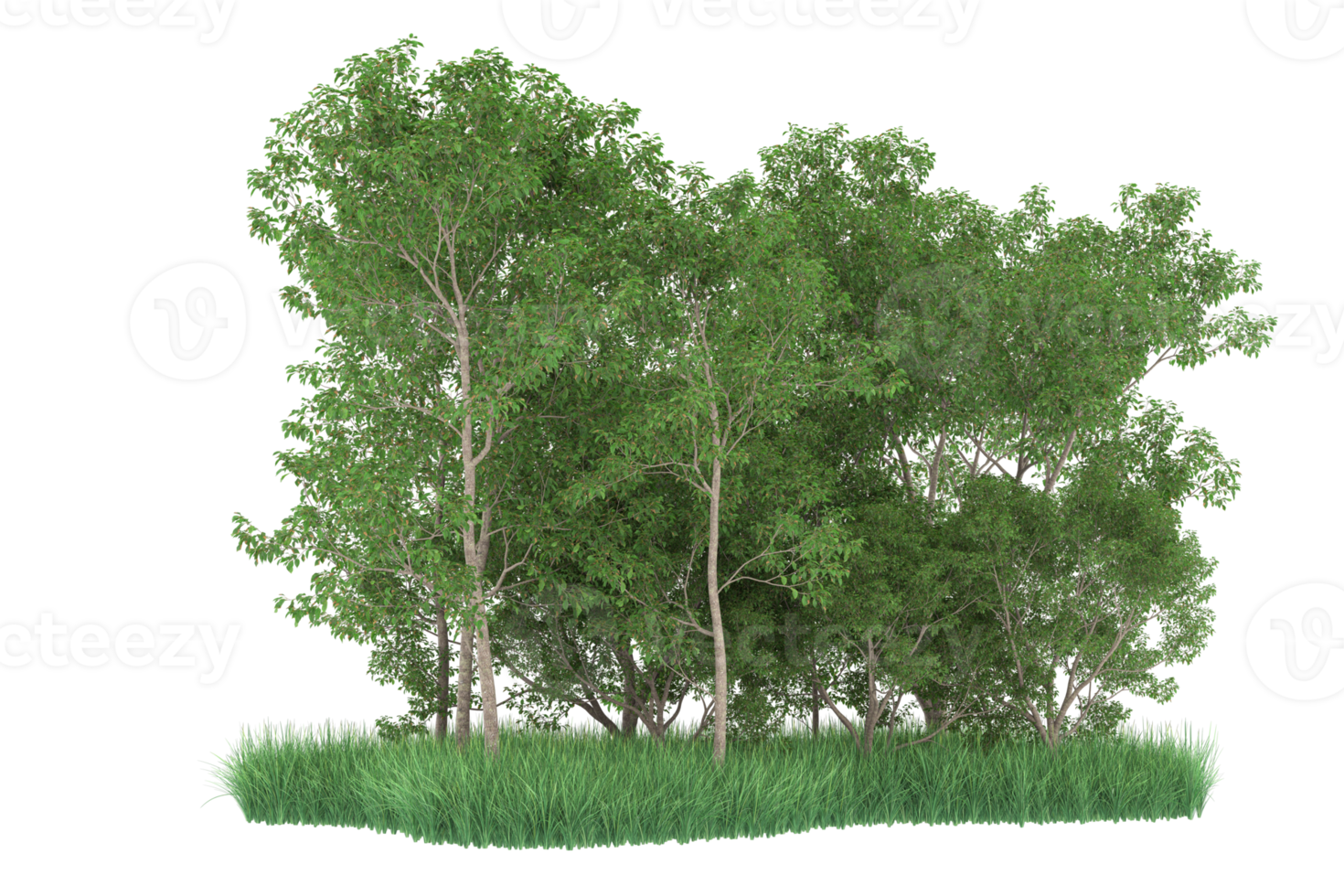 Realistic forest isolated on transparent background. 3d rendering - illustration png