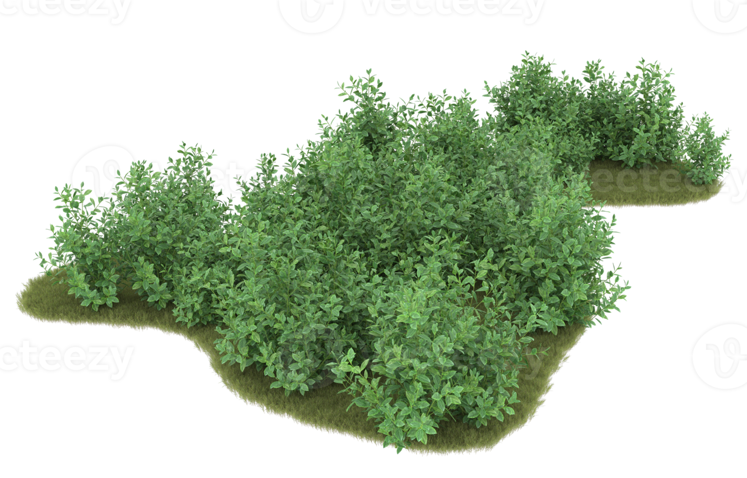 Realistic foliage isolated on transparent background. 3d rendering - illustration png