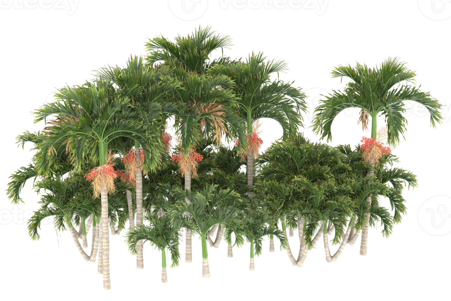 Palm trees isolated on transparent background. 3d rendering - illustration png