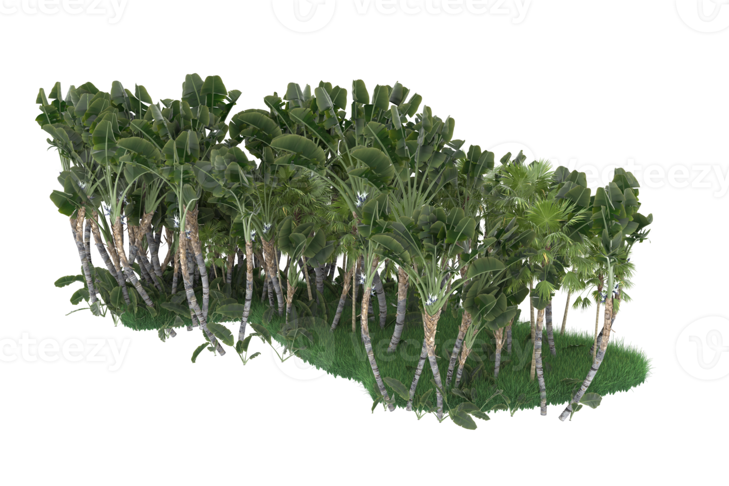 Palm trees isolated on transparent background. 3d rendering - illustration png