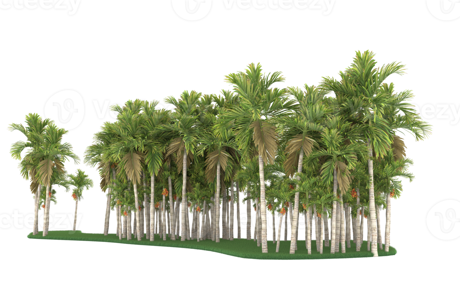 Palm trees isolated on transparent background. 3d rendering - illustration png