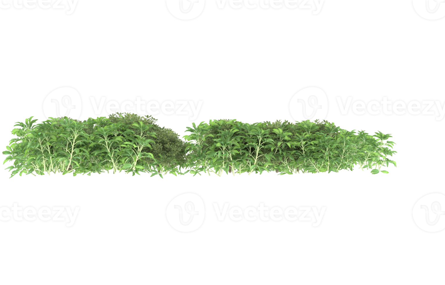 Realistic foliage isolated on transparent background. 3d rendering - illustration png