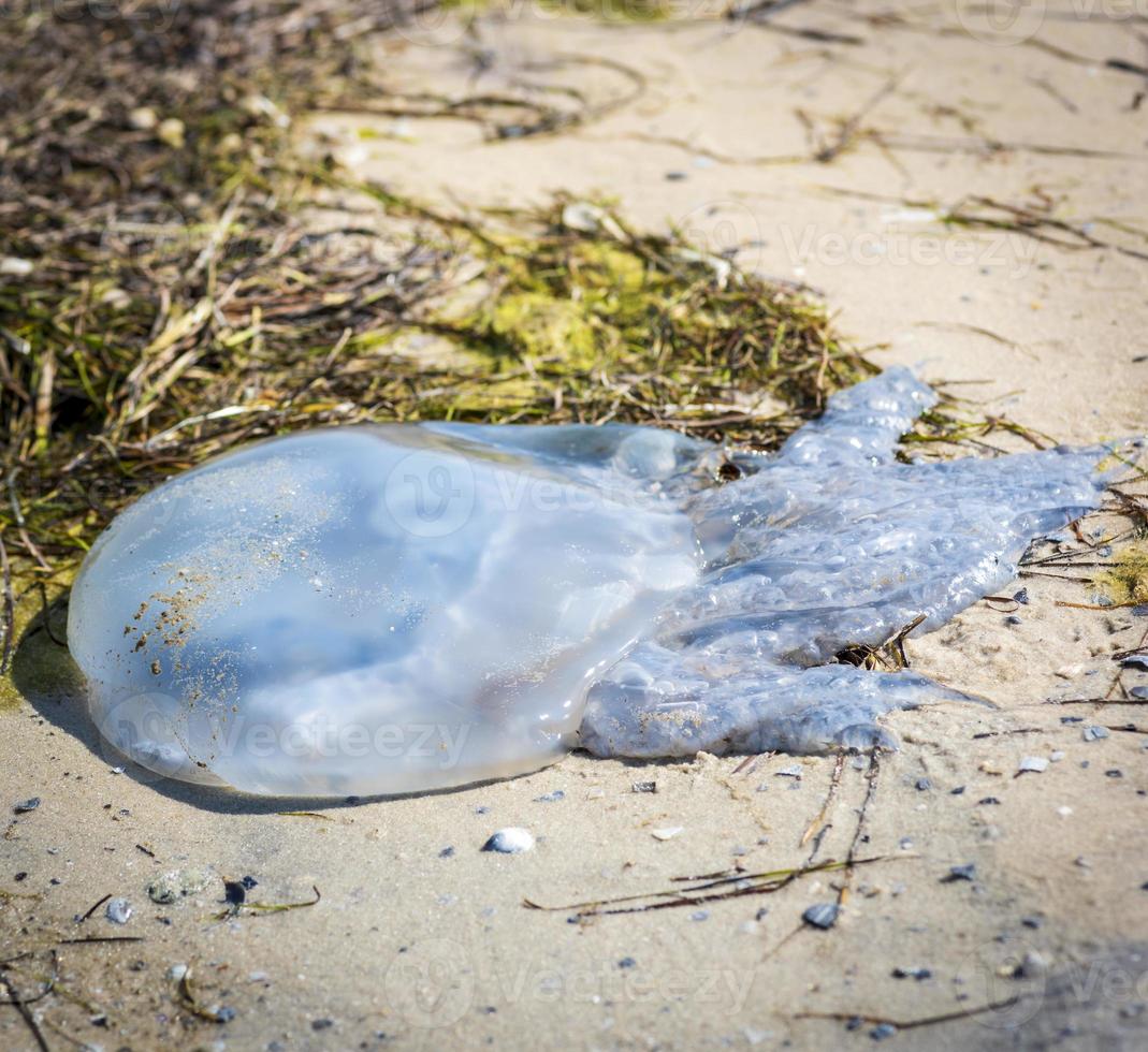 dead white jellyfish lies on the Black Sea shore photo