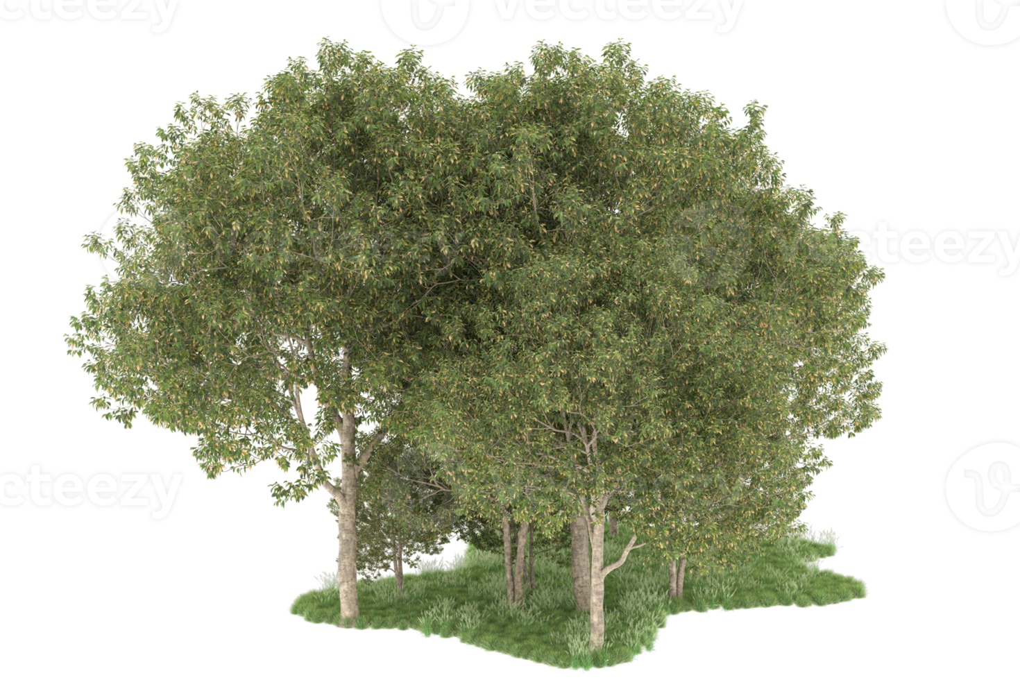Realistic forest isolated on transparent background. 3d rendering - illustration png