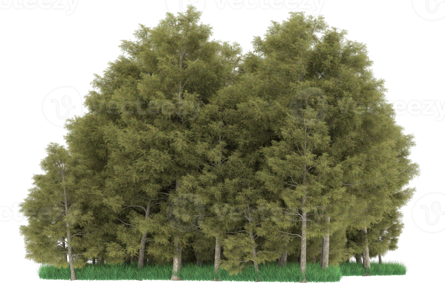 Realistic forest isolated on transparent background. 3d rendering - illustration png