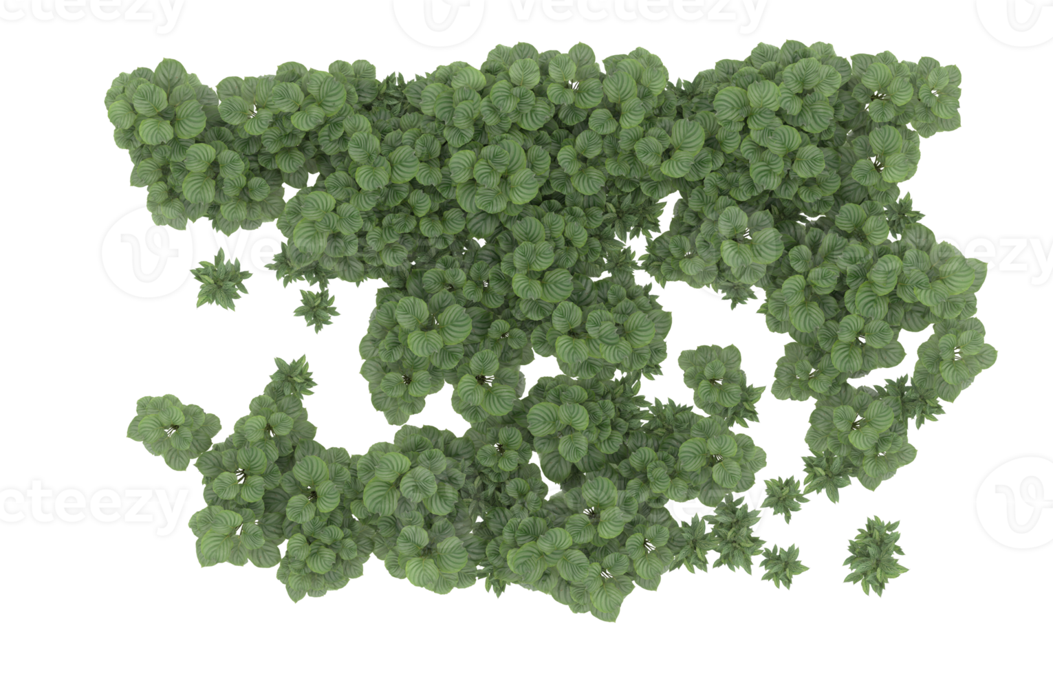 Realistic foliage isolated on transparent background. 3d rendering - illustration png