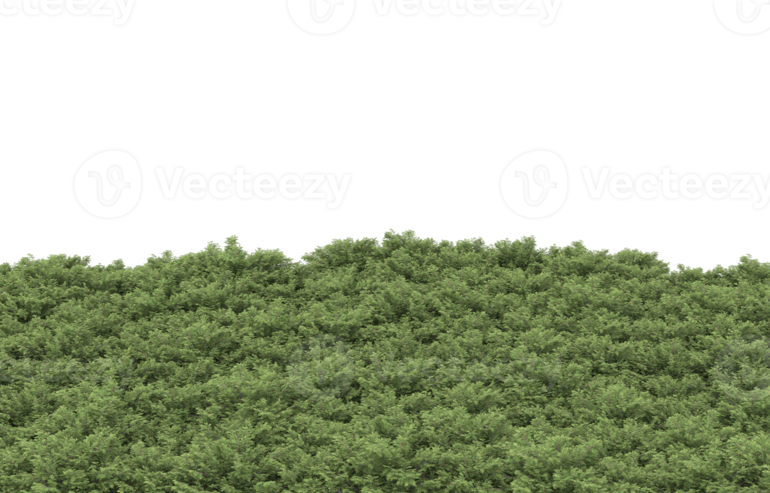 Realistic foliage isolated on transparent background. 3d rendering - illustration png