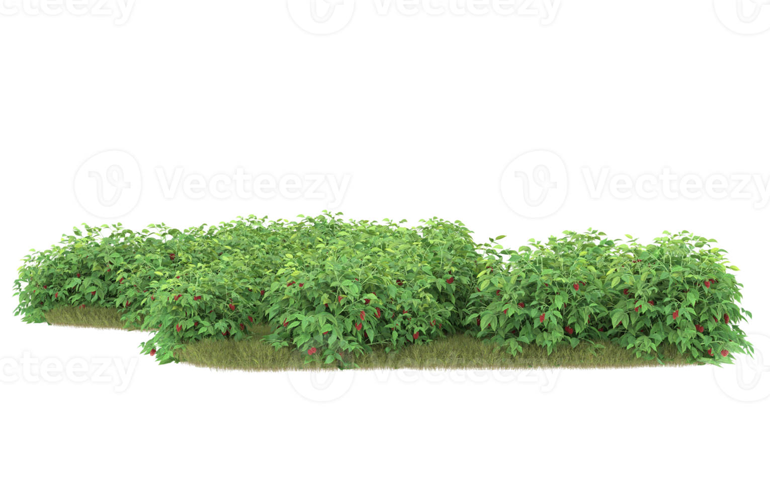 Realistic foliage isolated on transparent background. 3d rendering - illustration png