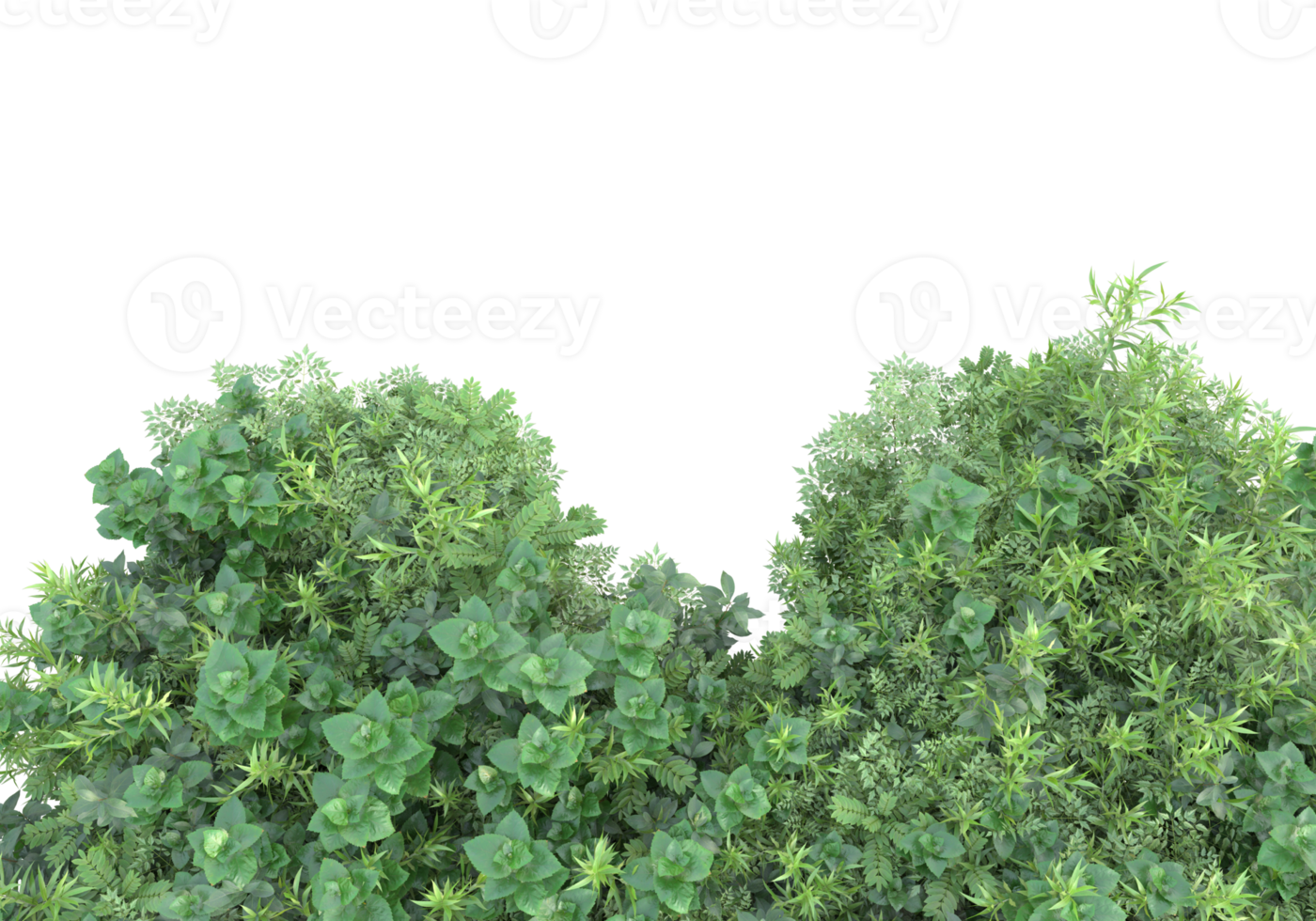 Realistic foliage isolated on transparent background. 3d rendering - illustration png