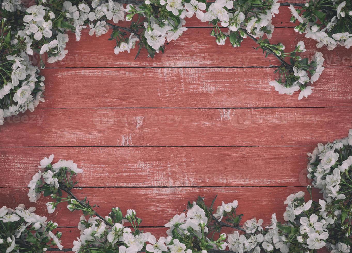 Branches of blossoming white cherry on a red wooden surface photo