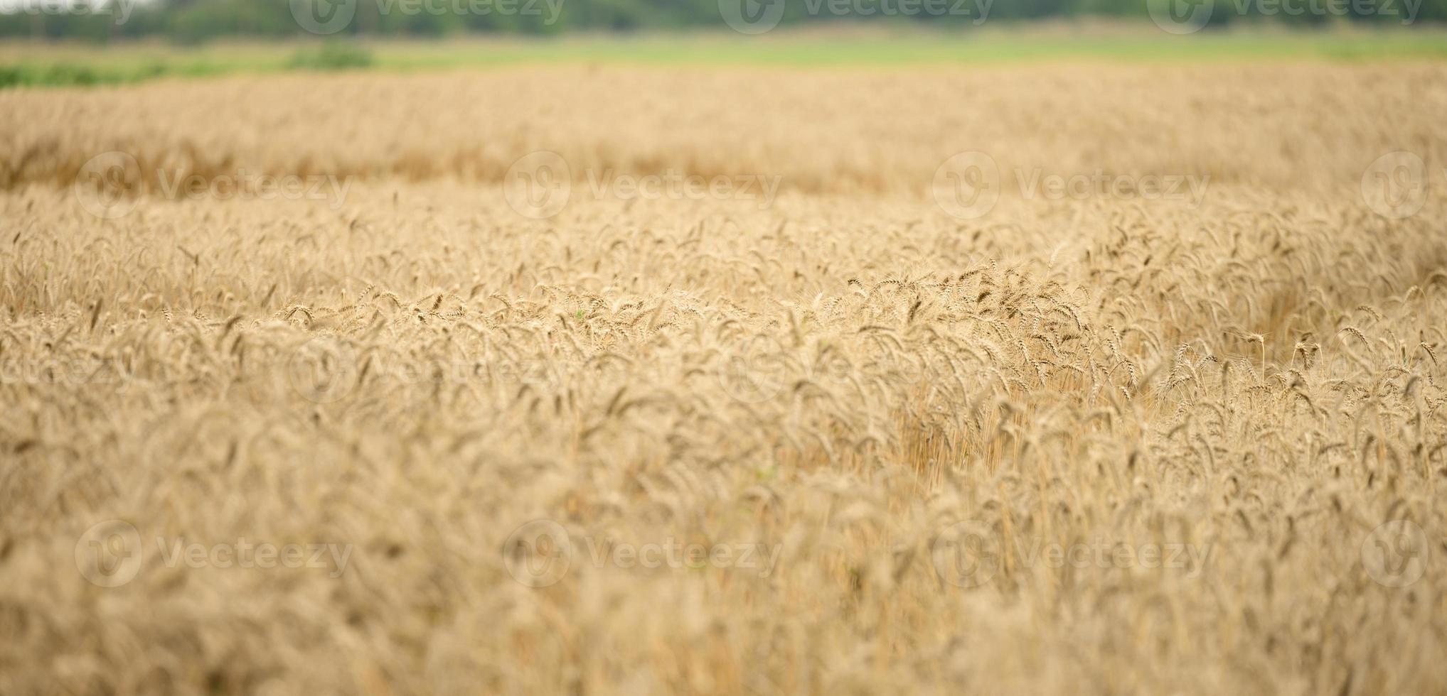 campo grande con espigas maduras de trigo en un día de verano, enfoque selectivo foto