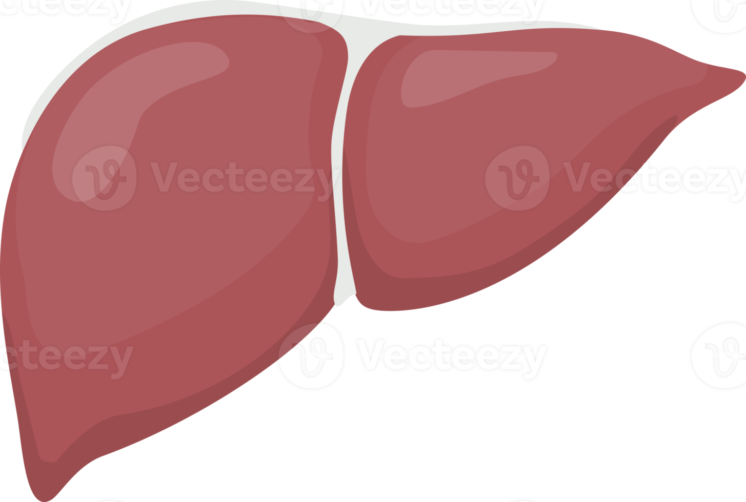 Liver symbol color png