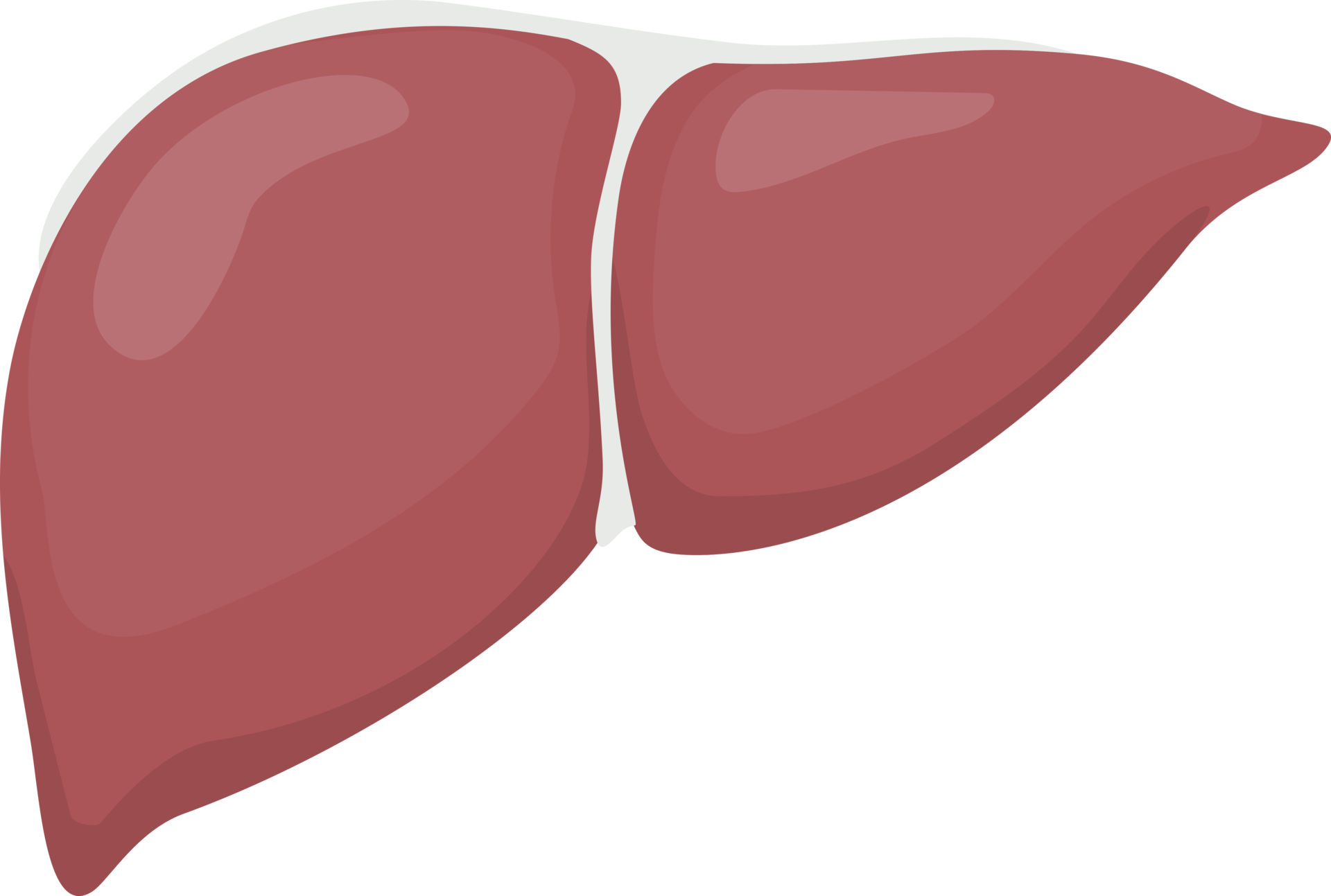 Liver symbol color 19582341 PNG