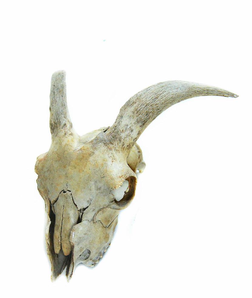 Bone horn goat animal skull isolated on white background photo