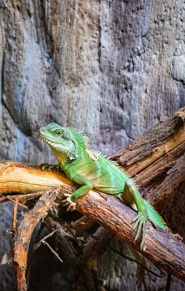 dragón de agua verde chino en la rama de un árbol foto