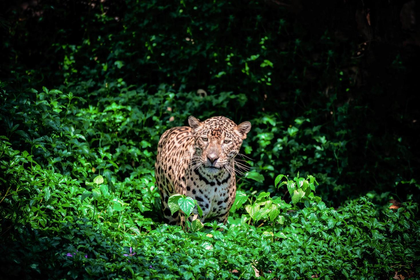 Tiger leopard jaguar animal wildlife hunting photo