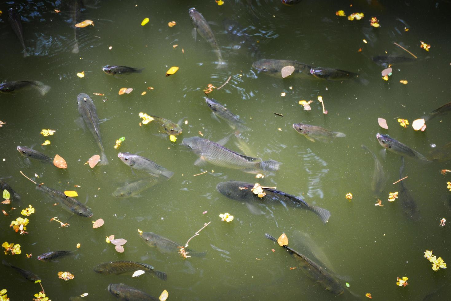 Tilapia fish swimming on surface in the water river live in natural for