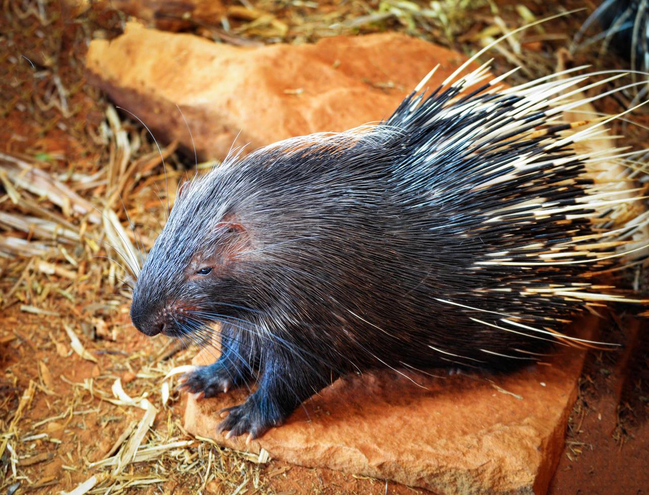 Porcupine nocturnal animals Other names Malayan Porcupine Large , Hystrix brachyura photo