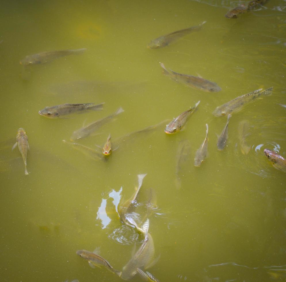 Tilapia fish swimming on surface in the water river live in nature for oxygen in summer day photo