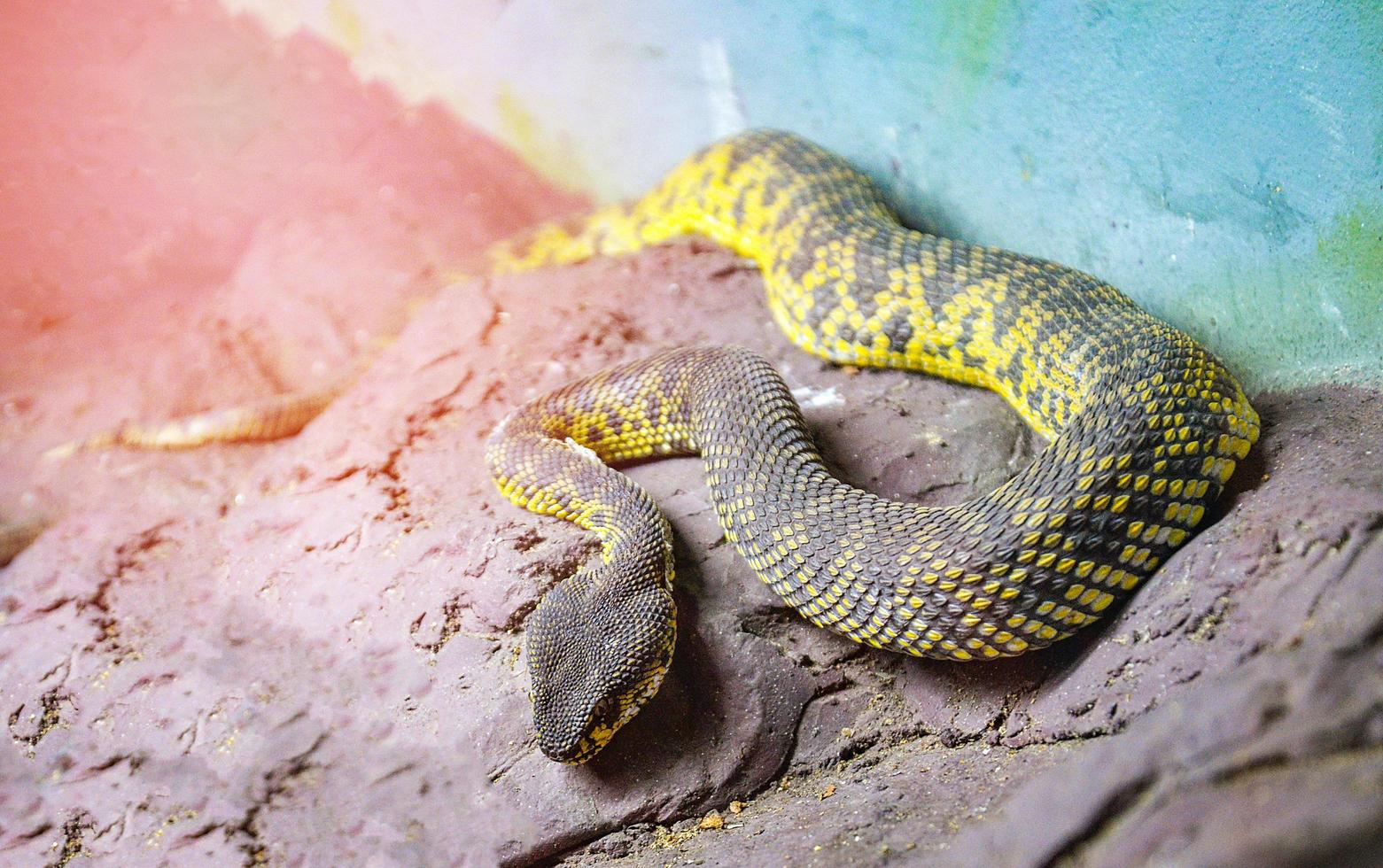 serpiente venenosa de una feroz víbora de manglar tirada en la roca foto