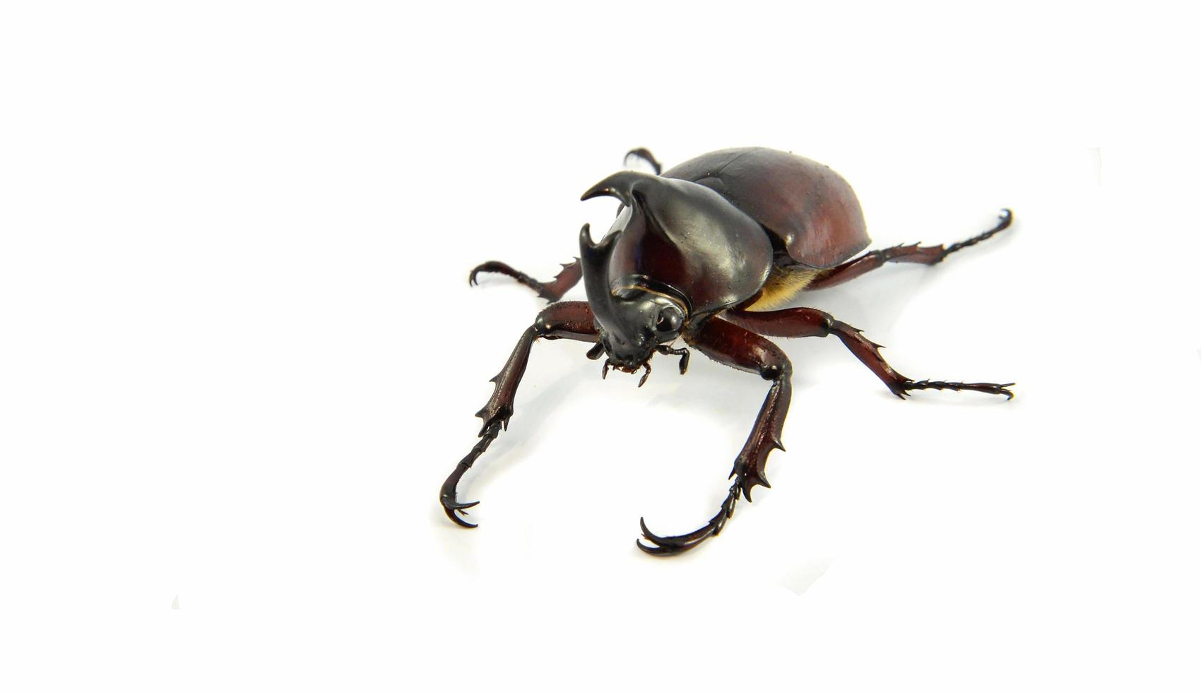 Rhinoceros Beetle isolated on white Dynastinae beetle photo