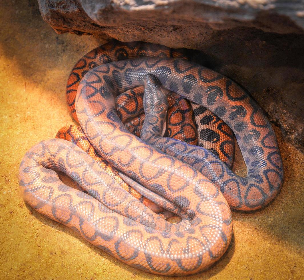 Snake of brazilian rainbow boa lying on ground Epicrates cenchria cenchria photo