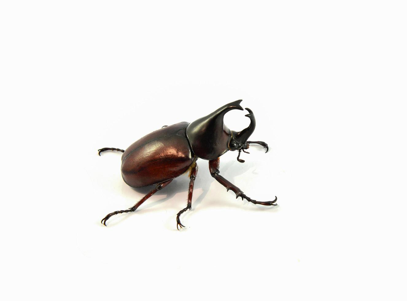 Rhinoceros Beetle isolated on white Dynastinae beetle photo