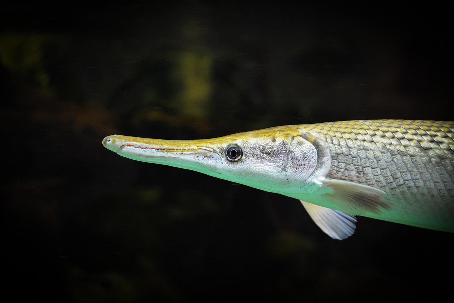 Alligator gar fish swimming in the fish tank underwater aquarium photo