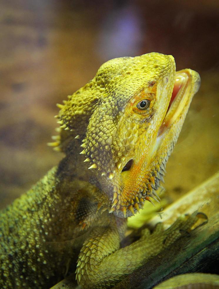 dragones barbudos tirados en el suelo - especie de lagarto australiano o lagarto del desierto foto