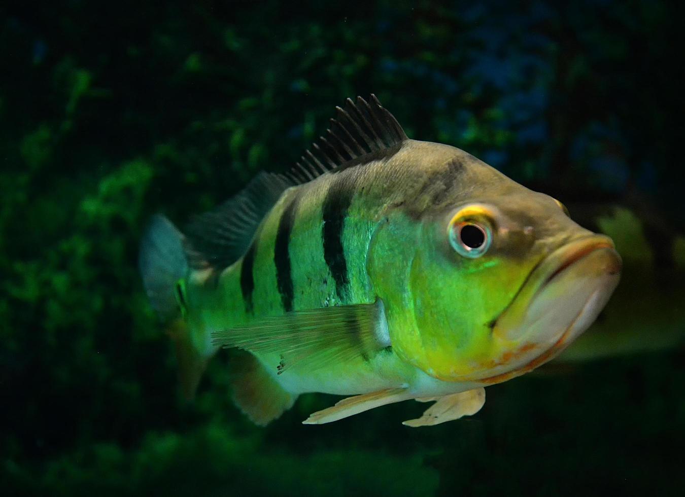 Butterfly peacock bass beautiful cichlid fish tiger pattern photo