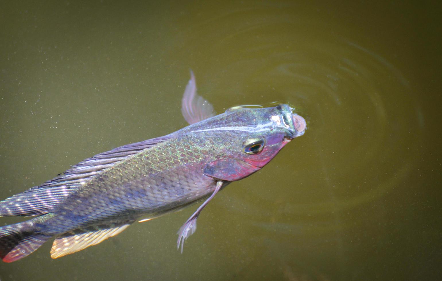 Los peces tilapia que nadan en la superficie en el río de agua viven en forma natural para obtener oxígeno en el día de verano foto