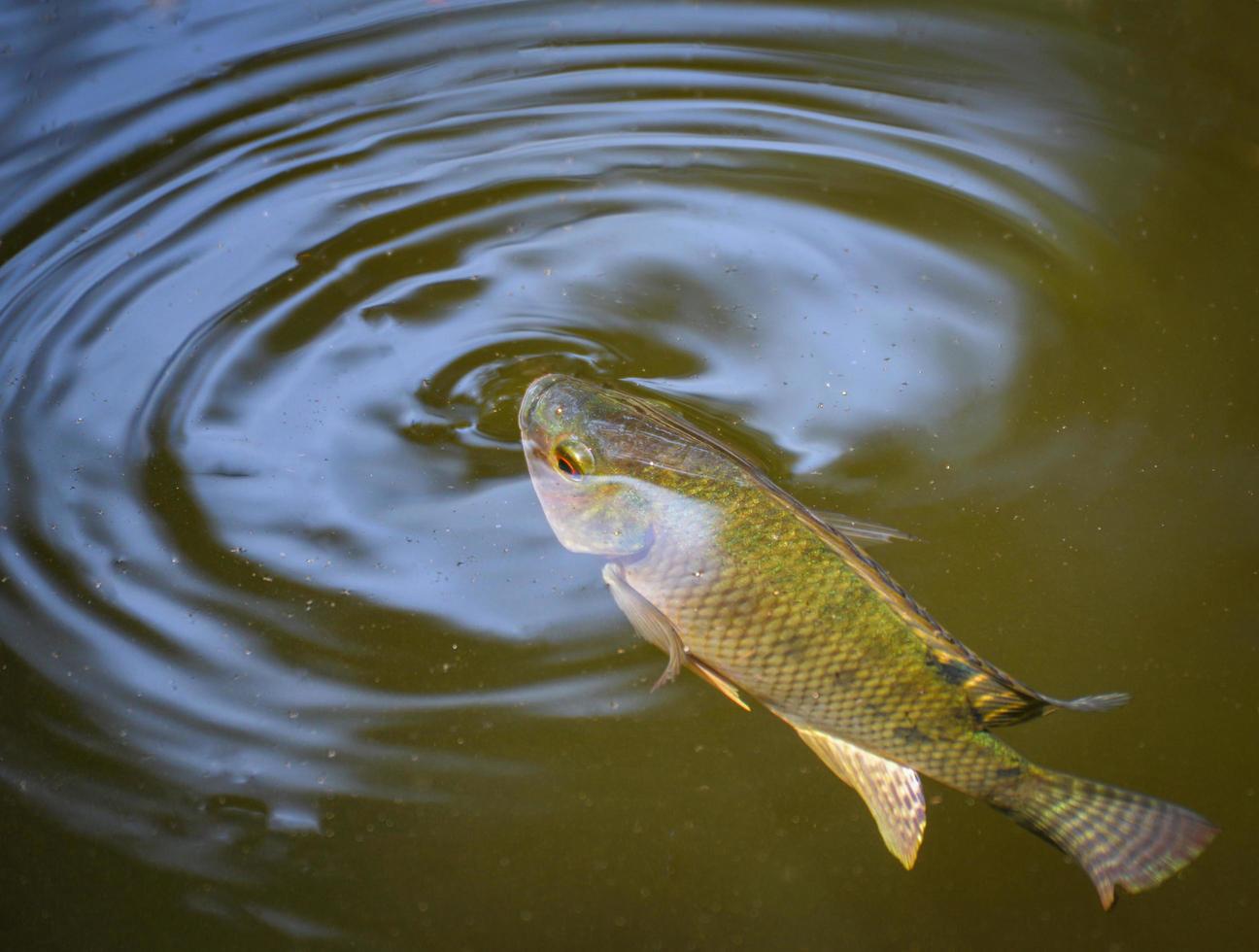 peces tilapia nadando en la superficie del río de agua viven en forma natural para obtener oxígeno en el día de verano foto