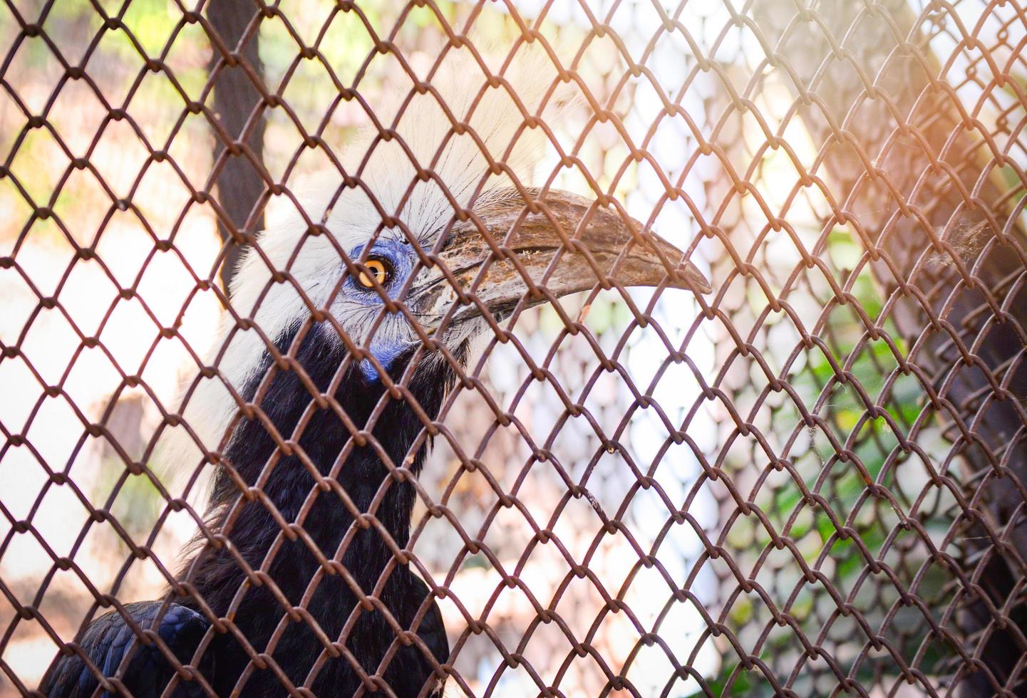 White crowned Hornbill bird sitting on tree branch in cage zoo in the national park photo