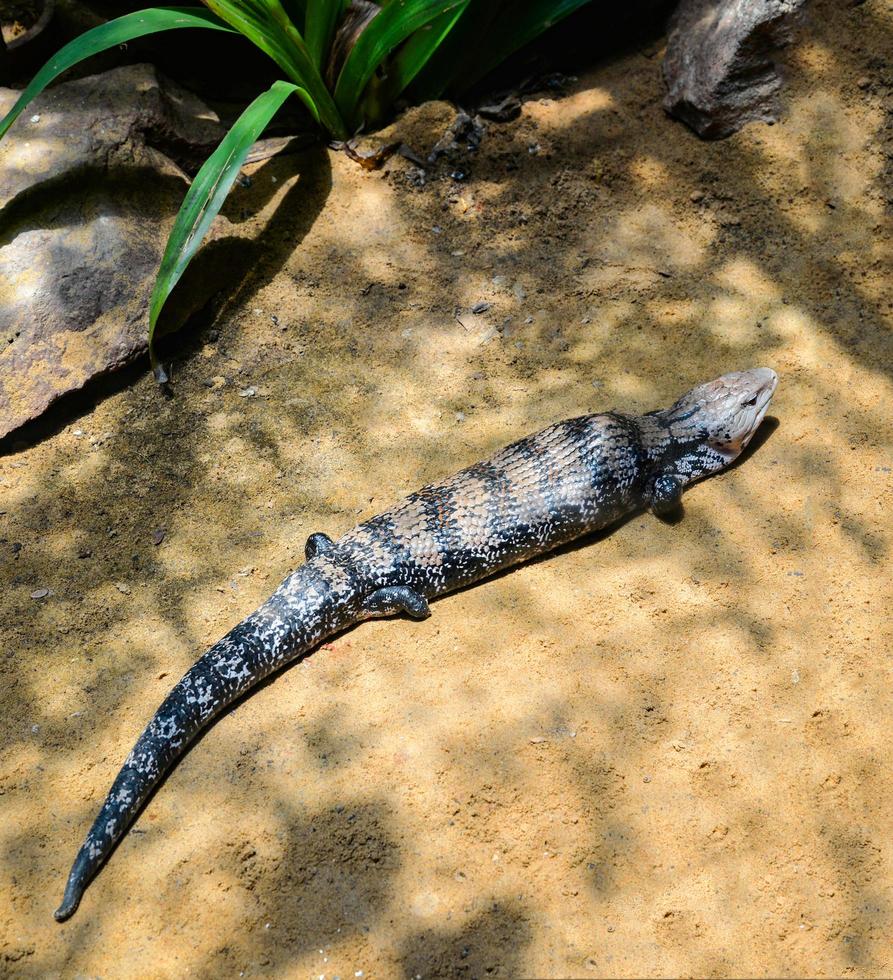 eslizón de lengua azul tirado en el suelo tiliqua scincoides foto