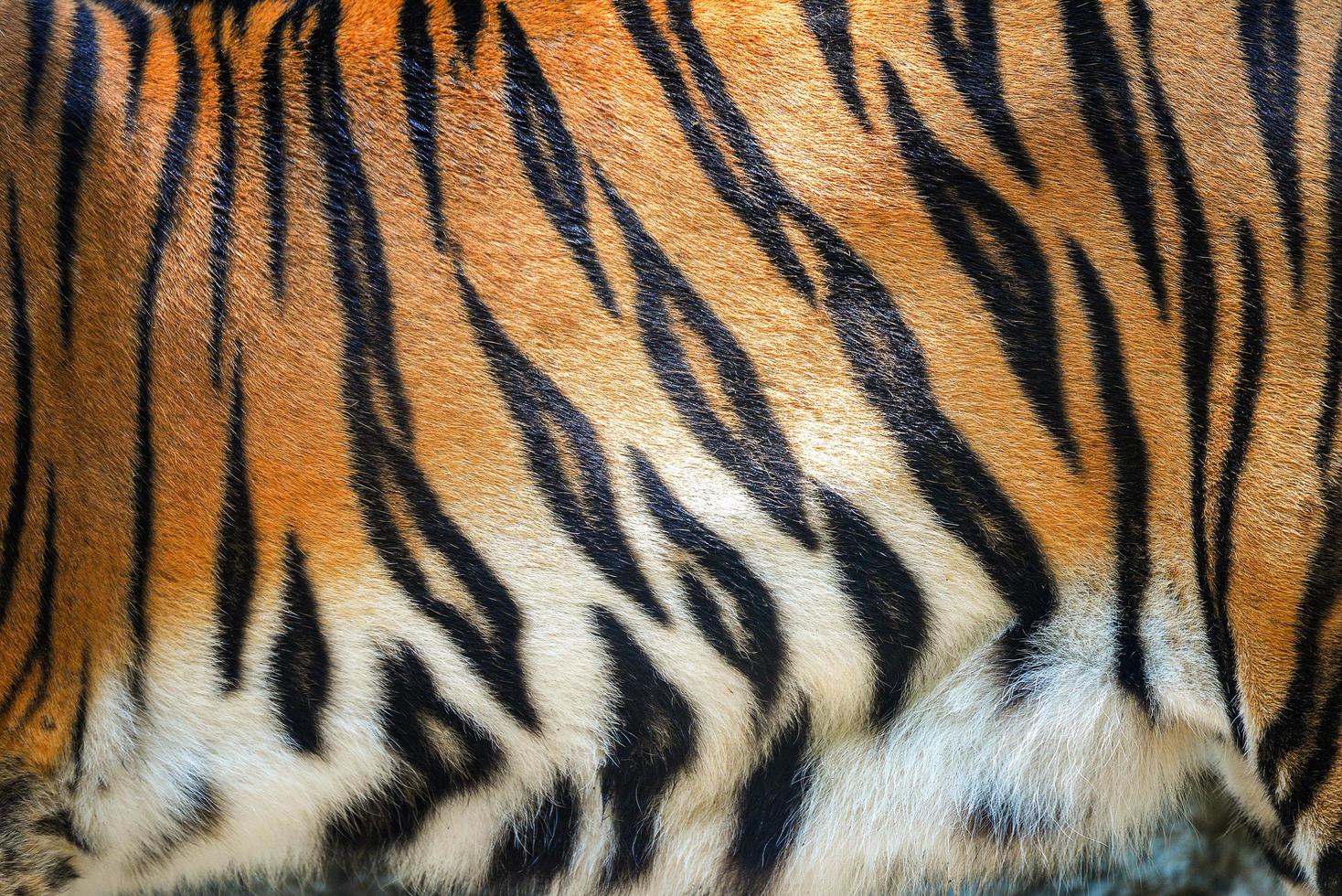 Tiger pattern Beautiful real bengal tiger texture skin black orange stripe pattern for background photo