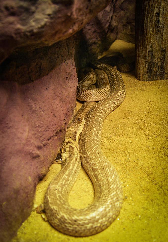 Indochinese or monocellate cobra lying on ground Snake Naja kaouthia photo