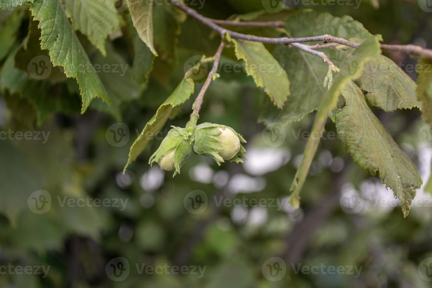 Green Hazelnut ripens on a branch. photo