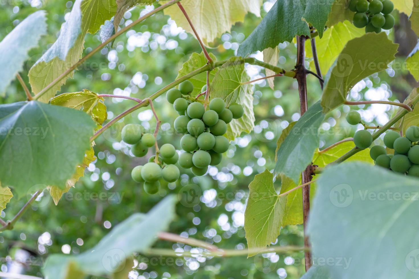 Green grapes are suspended on a vine in the middle of a vineyard. photo