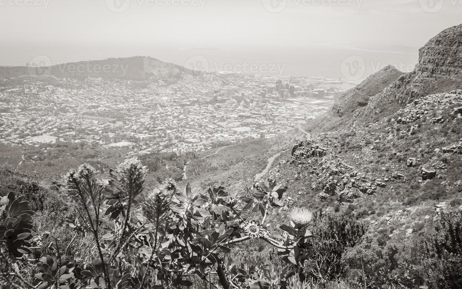 View behind bushes in wilderness Table Mountain Cape Town. photo