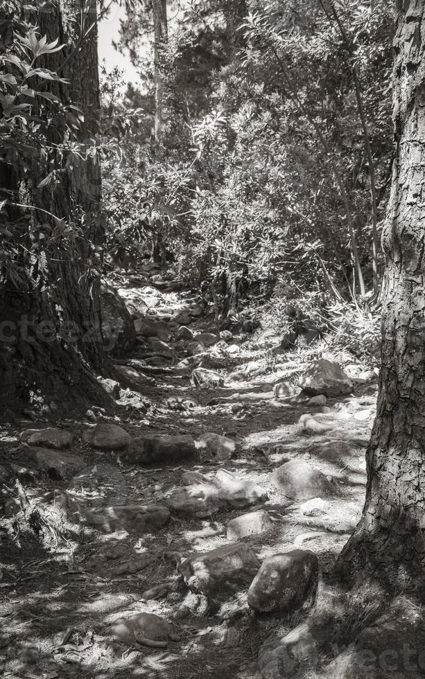 ruta de senderismo en el parque nacional tablemoutain, ciudad del cabo, sudáfrica. foto