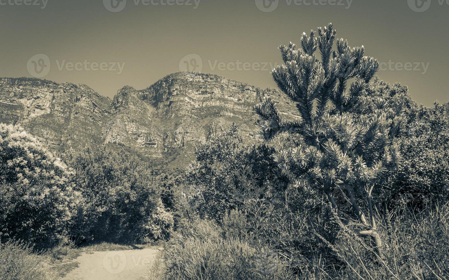 Forest, blue sky and mountains in the Tablemountain National Park. photo