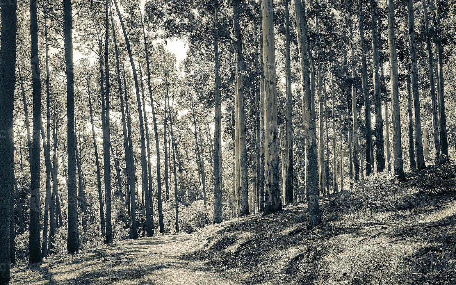 Hiking trail in the Tablemountain National Park, Cape Town. photo
