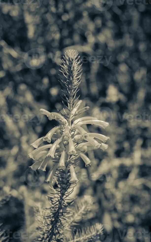 Plants and flowers at Table Mountain National Park Cape Town. photo