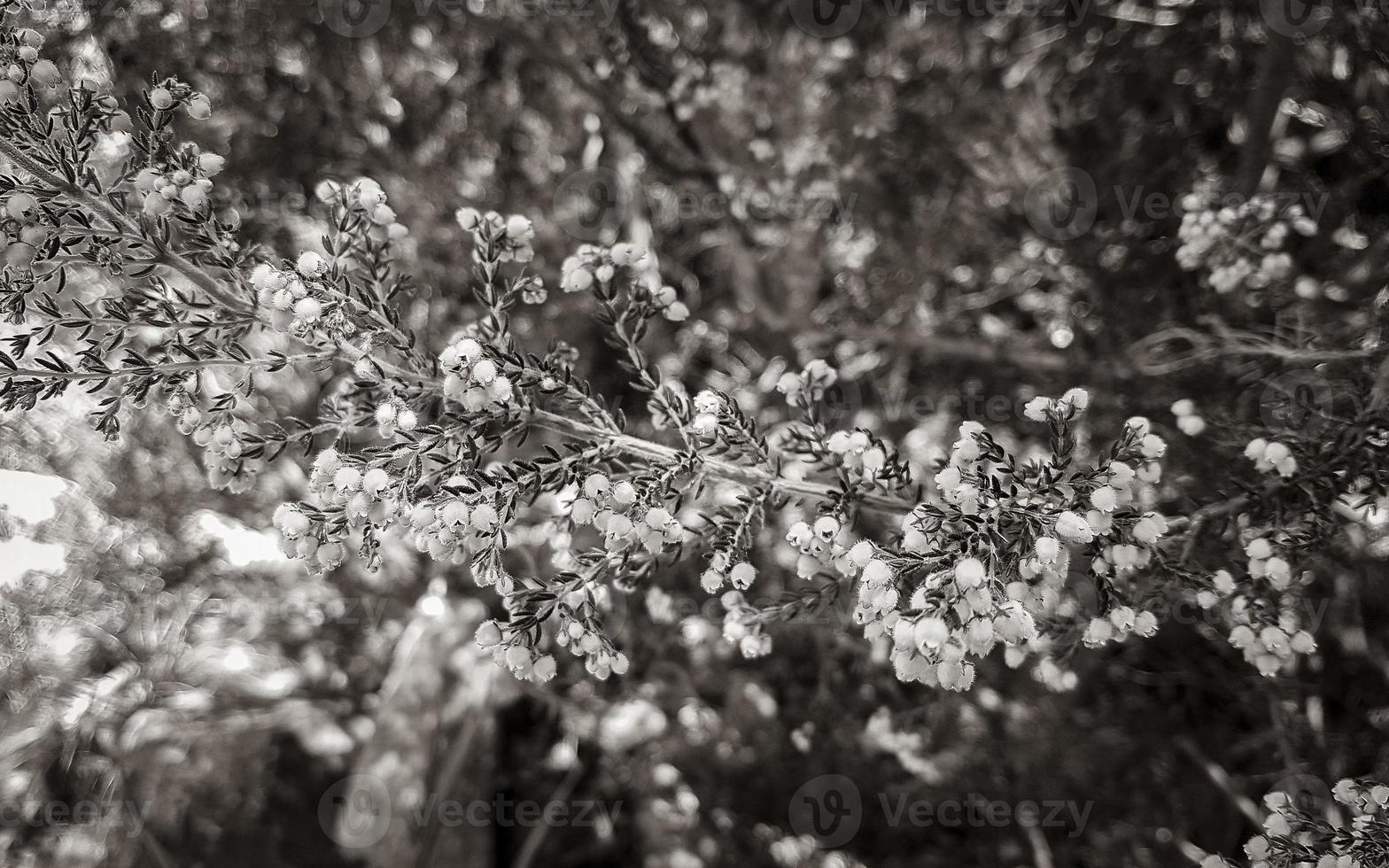 Purple heather plant close up. macro photo