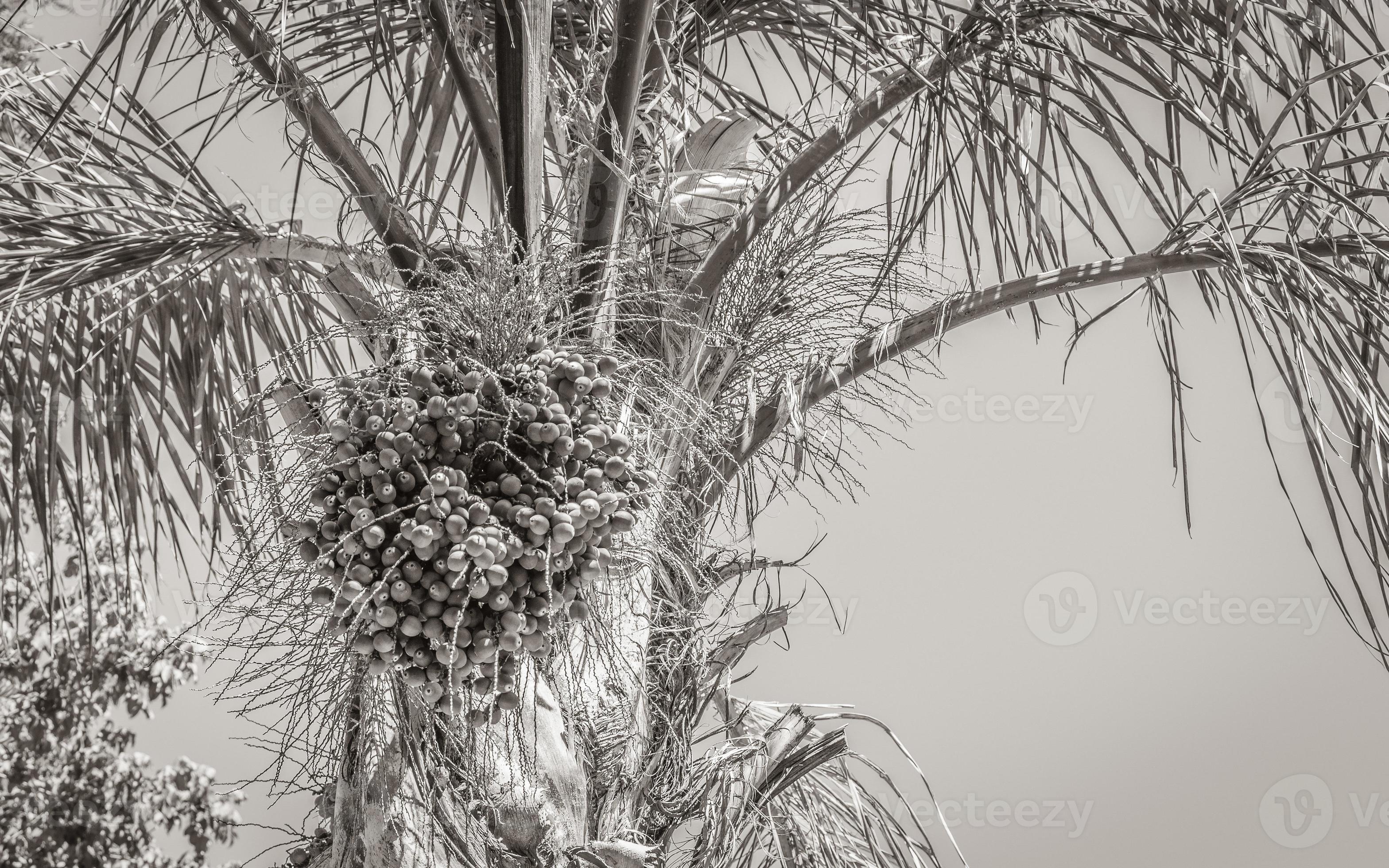 Crown of a palm tree in Cape Town South Africa. 19583152 Stock Photo at