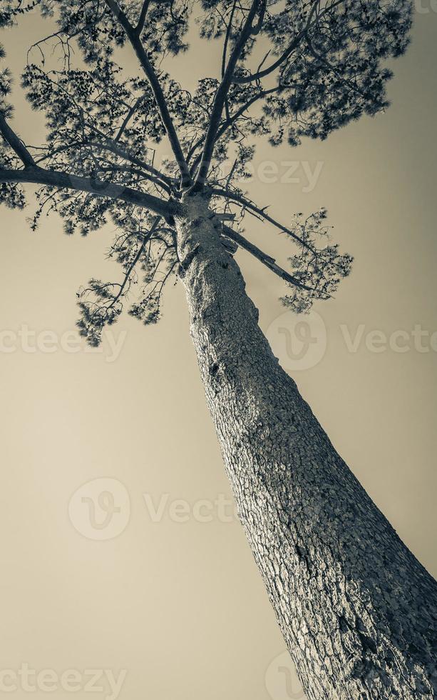 Big old african pine. Treetop stem. Pines, firs, evergreen trees. photo