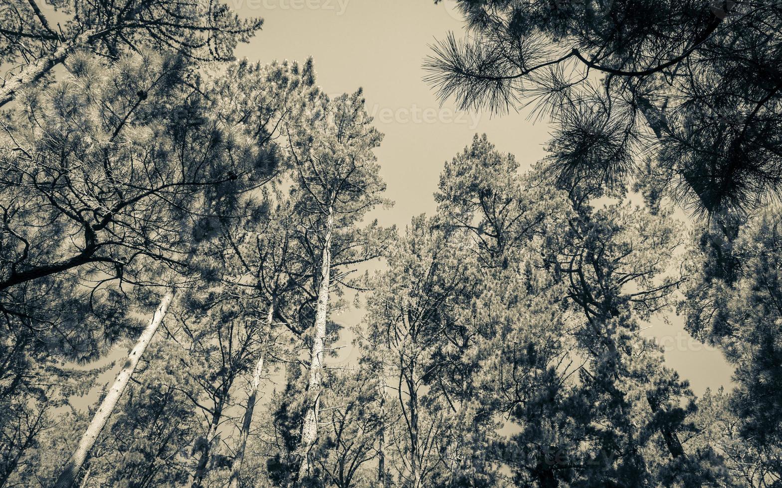 copas de los árboles, troncos de árboles vistos desde abajo. parques nacionales de la montaña de la mesa. foto