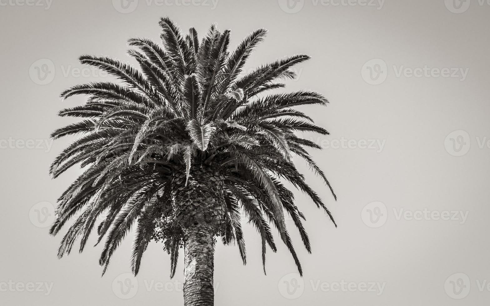 palmeras ciudad del cabo, sudáfrica. corona de una palma. foto