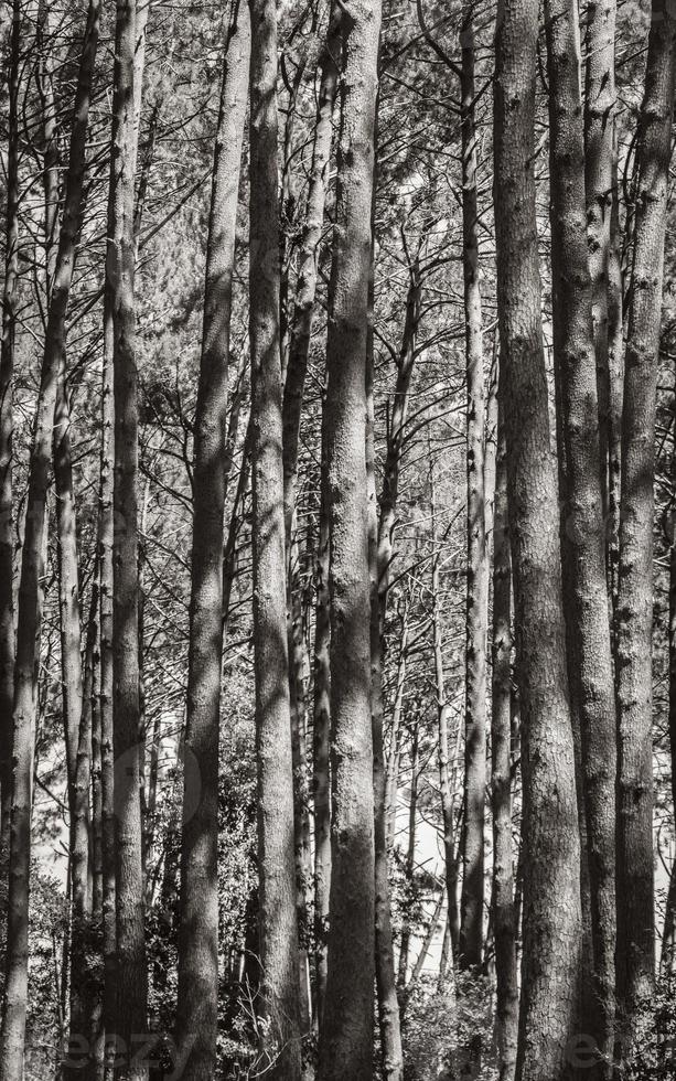 Trunks spruce pine fir coniferous trees Table Mountain National Park. photo